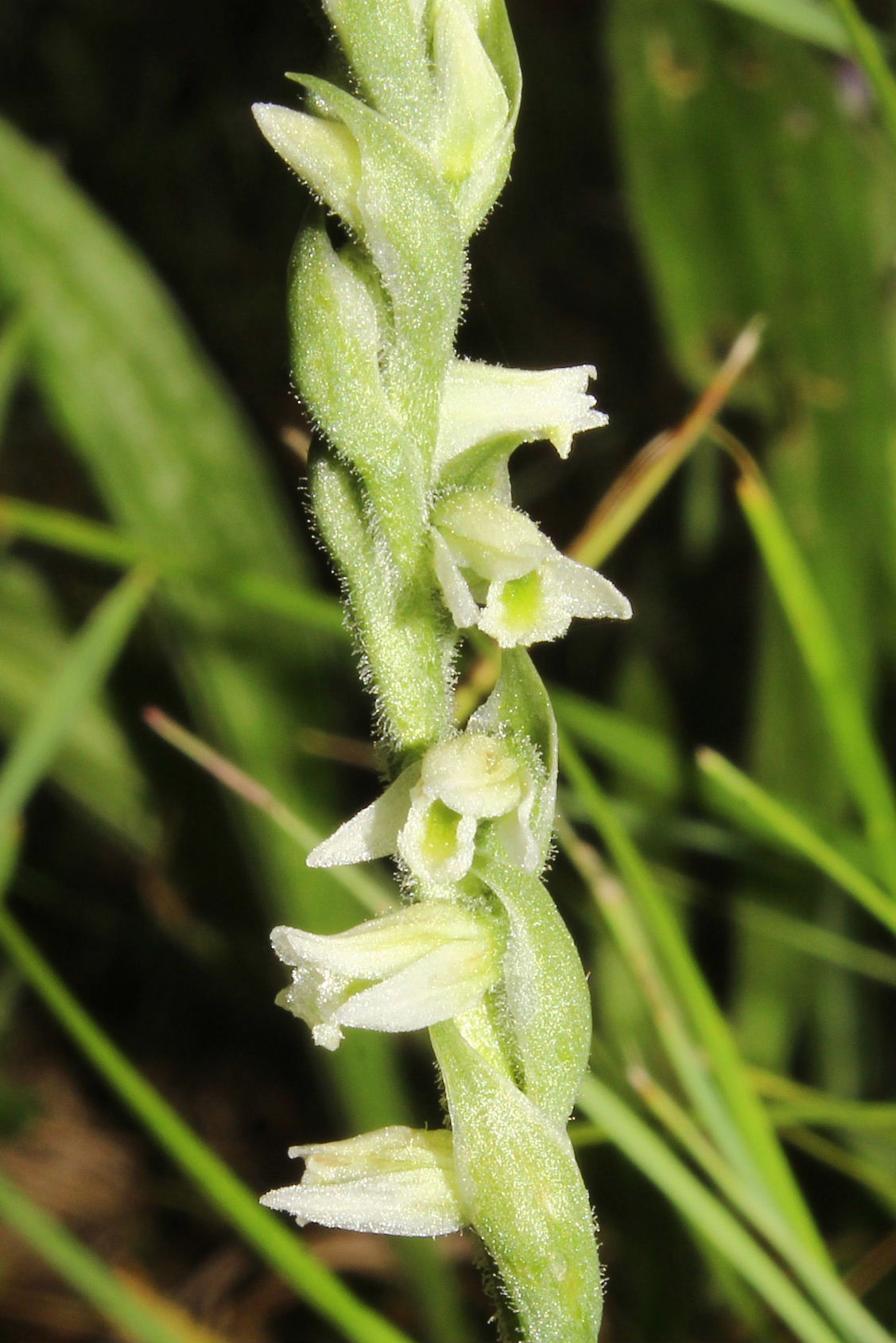 Spiranthes spiralis M.te Cornua (GE)